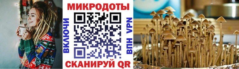Галлюциногенные грибы прущие грибы  Купить  Котельнич 